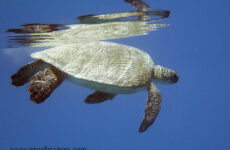 Черепахи Красного моря