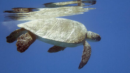 Черепахи Красного моря