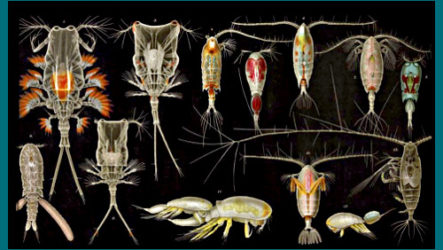 Лев Толстой как зеркало страшилок о микропластике