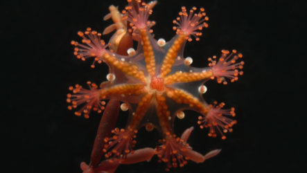 Тип Стрекающие