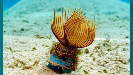 ДВА ВЗГЛЯДА НА ОДНУ БУТЫЛКУ