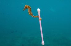 Эффект 65% идиотов и тотальное унижение людей на примере борьбы с бытовым пластиком.